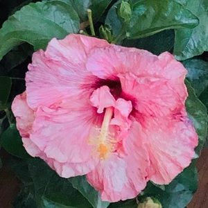 Meet your Posher, Javier